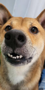 More of Esadora with her teeth.