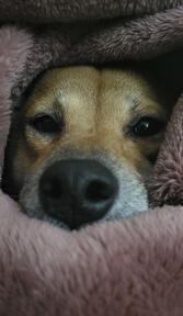 My Shiba Inu, Esadora is snuggling under the blanket.